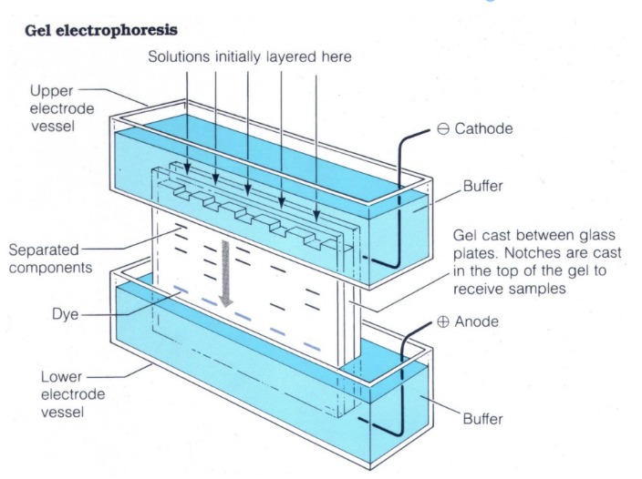 <ul><li><p>General method to separate proteins using an <strong>electric field</strong> through a <strong>polyacrylamide gel</strong>.</p></li><li><p>Proteins migrate from <strong>cathode (-) to anode (+)</strong>.&nbsp;</p></li><li><p>‘See’ proteins by using a stain</p></li></ul><p></p>