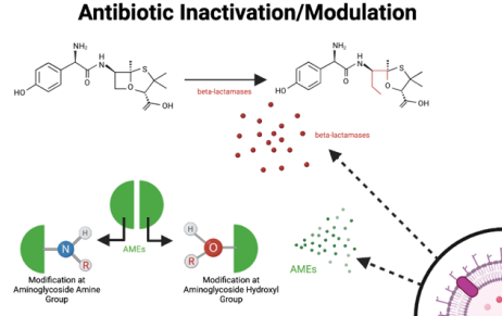 <p>Bacteria use <strong><mark data-color="red" style="background-color: red; color: inherit">enzymes </mark></strong>or <strong>signaling pathways</strong> to <strong><mark data-color="red" style="background-color: red; color: inherit">DISARM [Degrade] antibiotics</mark></strong>, rendering them ineffective</p><p><mark data-color="blue" style="background-color: blue; color: inherit">e.g., beta-lactam antibiotics </mark><strong><mark data-color="blue" style="background-color: blue; color: inherit">degraded </mark></strong><mark data-color="blue" style="background-color: blue; color: inherit">by </mark><strong><mark data-color="blue" style="background-color: blue; color: inherit">beta-lactamases</mark></strong></p>
