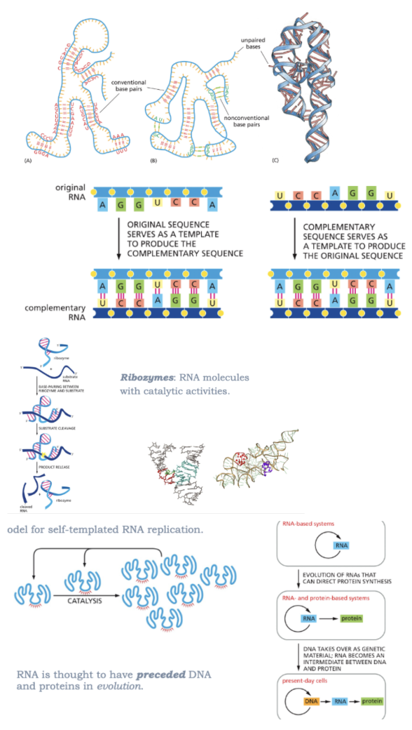 <ul><li><p>CAN FOLD INTO STABLE 3D STRUCTURES</p><ul><li><p>HYDROGEN BONDS STABILIZE RNA STRUCTURES</p></li></ul></li><li><p>CAN STORE INFORMATION AND COPY BY ITSELF </p><ul><li><p>RNA STRANDS=ANTI-PARALLEL</p></li><li><p>FOR EXAMPLE: RNA VIRUSES STORE THEIR GENETIC INFORMATION AS RNA</p></li><li><p>MODEL FOR SELF-TEMPLATED RNA REPLICATION </p></li><li><p>RNA IS THOUGHT TO HAVE PRECEDED DNA AND PROTEINS IN EVOLUTION </p></li></ul></li><li><p>CAN HAVE CATALYTIC ACTIVITY</p><ul><li><p>RIBOZYMES: RNA MOLECULES WITH CATALYTIC ACTIVITIES </p></li></ul></li></ul><p></p>