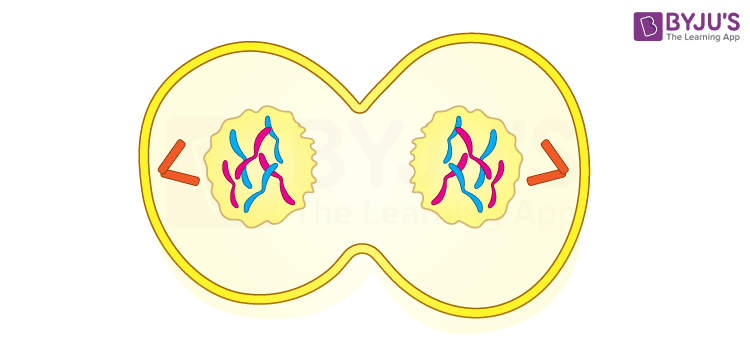 <ul><li><p>Cytokinesis overlaps to begin</p></li><li><p>Chromosomes have arrived at opposite poles</p></li><li><p>spindle fibers have dissolved</p></li><li><p>starting to see formation of nuclear membrane</p></li><li><p>Chromosomes begin to turn into chromatin</p></li></ul>