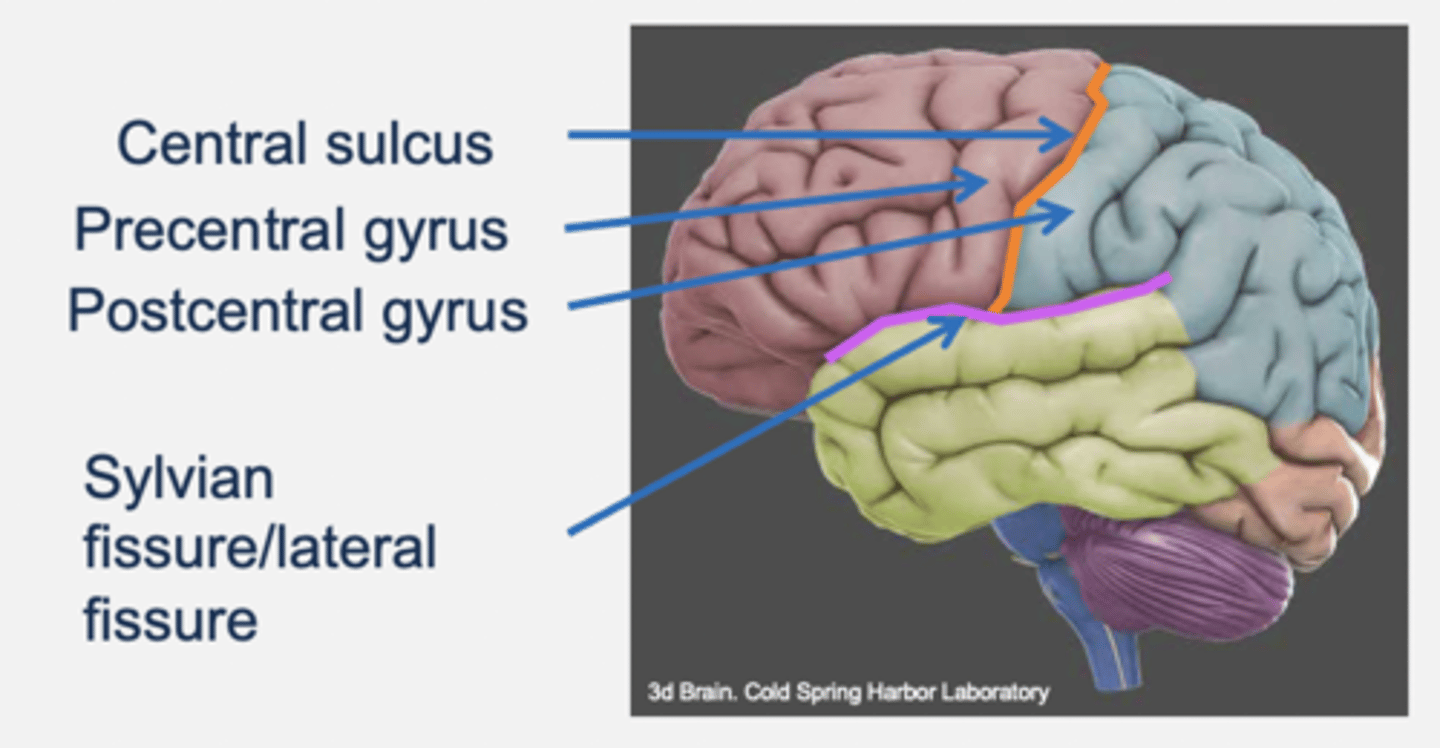 <p>- Central sulcus: divides frontal and parietal lobes.</p><p>- Precentral gyrus:</p><p>- Postcentral gyrus:</p><p>- Sylvian/lateral fissure: divides temporal lobe from frontal and parietal lobes.</p>