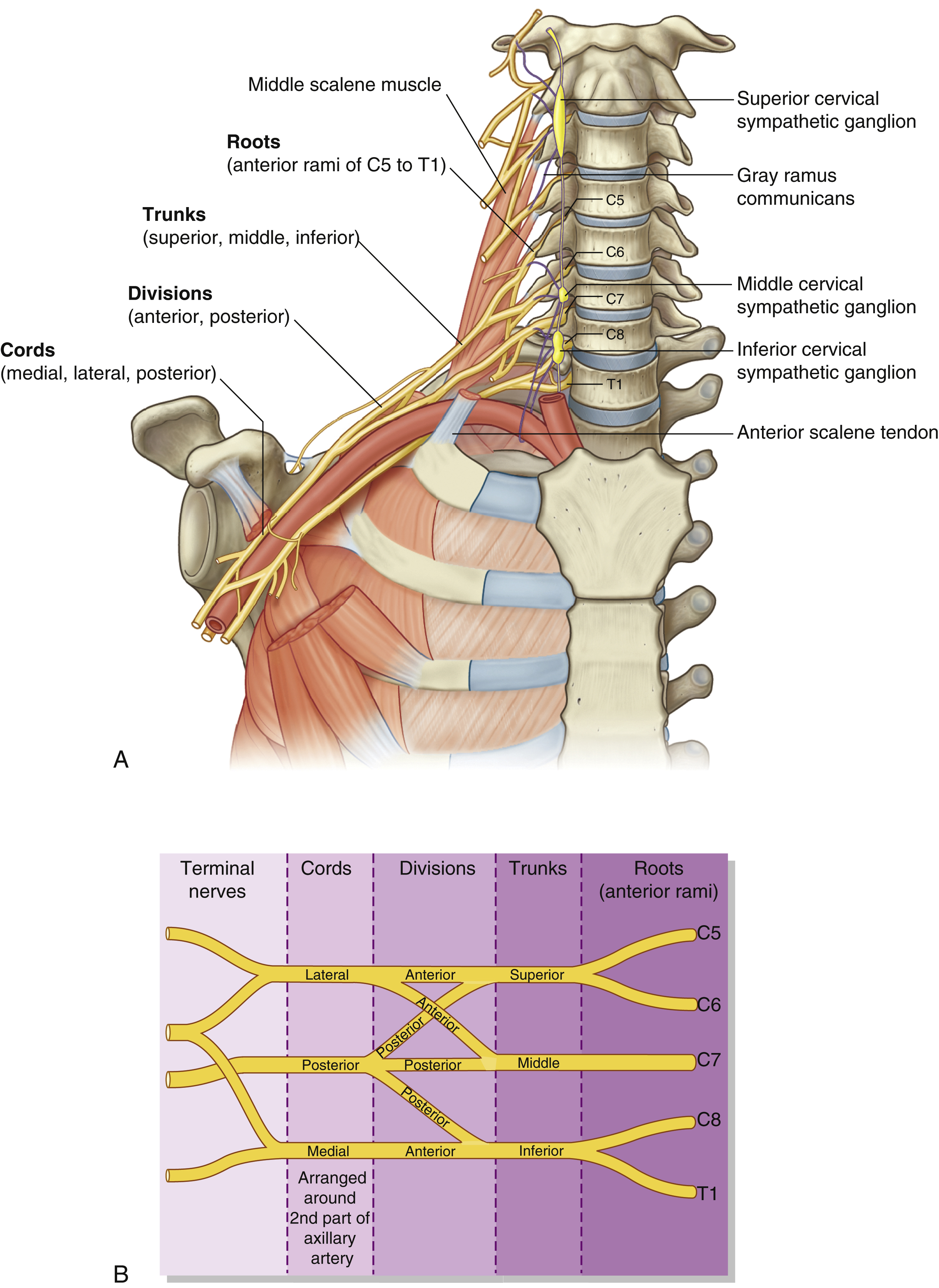 <p>Lateral cord (closer to shoulder), posterior cord (in the middle, back), medial cord (closest to the trunk)</p>