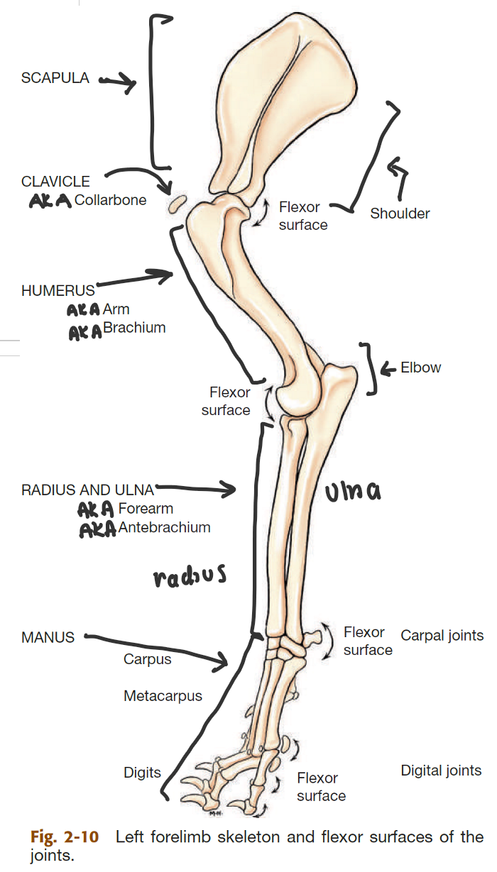 <p>ulnar: on the side of the antebrachium/forearm where the ulna is</p><p>fib: same but for back leg/crus where fibula is</p>