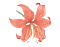 <p>monocot flower petal count</p>