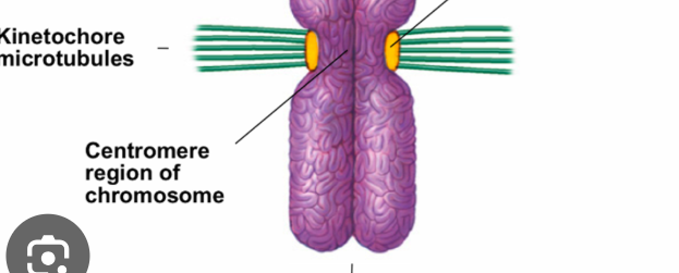 <p>a structure consisting of proteins attached to a centromere that mediates the attachment and movement of the chromosomes along the mitotic spindle&nbsp;</p>