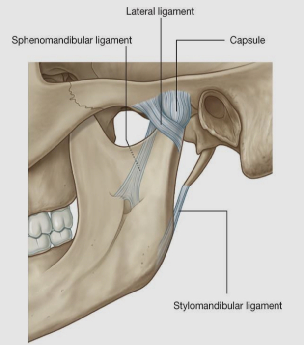 <ul><li><p>lateral ligament (temporo-mandibular)</p></li><li><p>spheno-mandibular ligament</p></li><li><p>stlyo-mandibular ligament</p></li></ul><p></p>