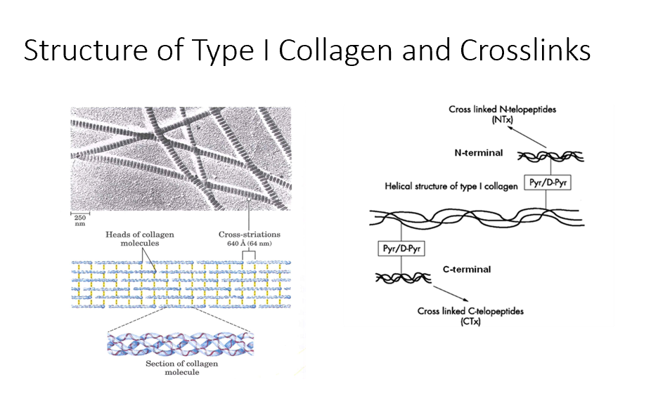 <p>This is when the type I collagen crosslinks can be released. </p>