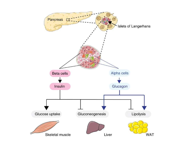 <p>Which cells produce insulin and glucagon?</p>