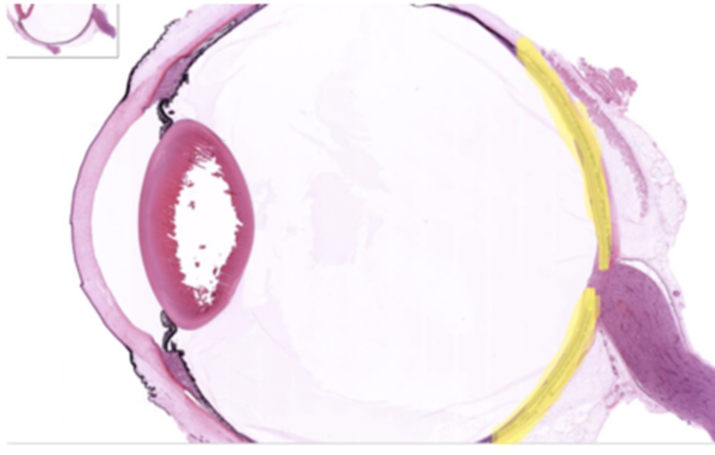 <p>Identify the general structure or layer</p>