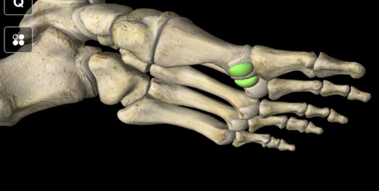 <p>Small bones in tendons, e.g., patella.</p>