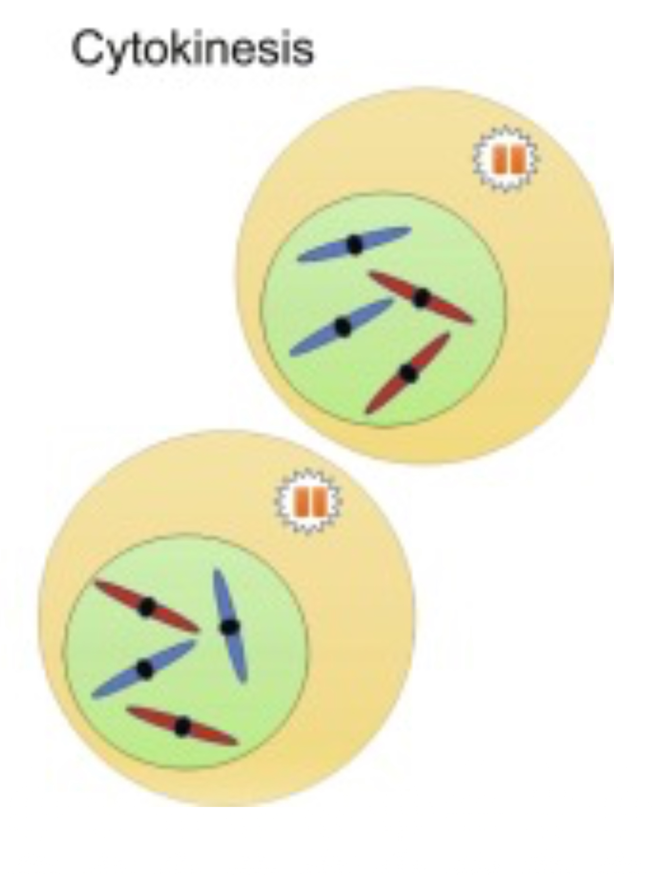 <ul><li><p>Cyto —&gt; Cytoplasm, this is the process of cytoplasmic division.</p></li><li><p>This process follows mitosis and ensures that each daughter cell has its own nucleus and cellular organelles.</p></li><li><p>These are diploid.</p></li><li><p>Each cell form has a new nucleus.</p></li></ul>
