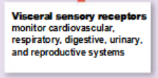 <p>monitor other internal structures, such as smooth muscle, cardiac muscle, glands, and respiratory and digestive organs</p>