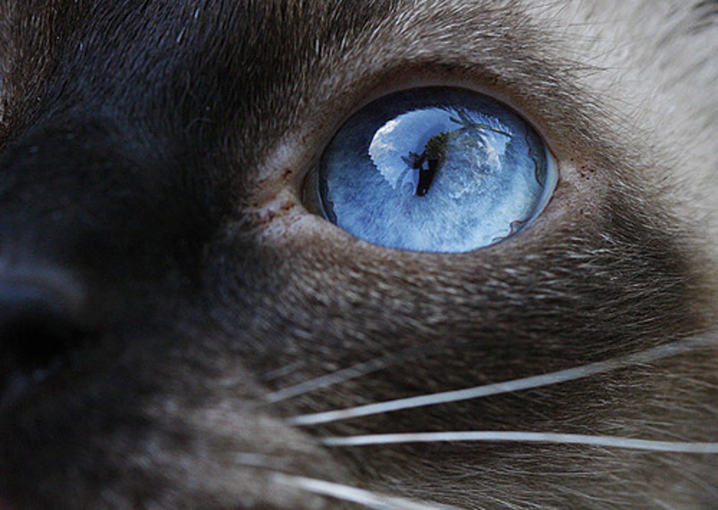 <p>eye</p>