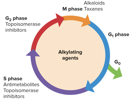 <ul><li><p>Mimic nucleotides and can be integrated into DNA molecules</p></li><li><p>Can’t work with DNA replication enzymes, preventing cell division</p></li></ul>