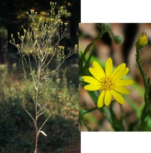 Common: silkgrass

Family: Asteraceae