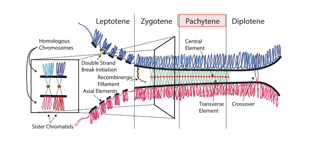 <p><strong>Pachytene</strong></p><p><strong>(patching up the breaks)</strong></p><p><strong>completion of crossing over + genetic recombination </strong></p><p><strong>Repair of double strand breaks</strong></p><p></p><p><strong>-Homologous recombination</strong> - including chromosomal cross over</p><p>-Completion - by <strong>REPAIR of DOUBLE STRANDED BREAKS</strong> created in leptotene</p><p>Most repaired WITHOUT FORMING CROSS OVERS - At least one cross over per chromosome</p><p></p><p>Subset of breaks cause  cross over -</p><p>-Cross over / exchange of genetic material between <strong>non sister chromosomes</strong></p><p></p><p><strong>Causes genetic diversity in offspring</strong></p><p></p>