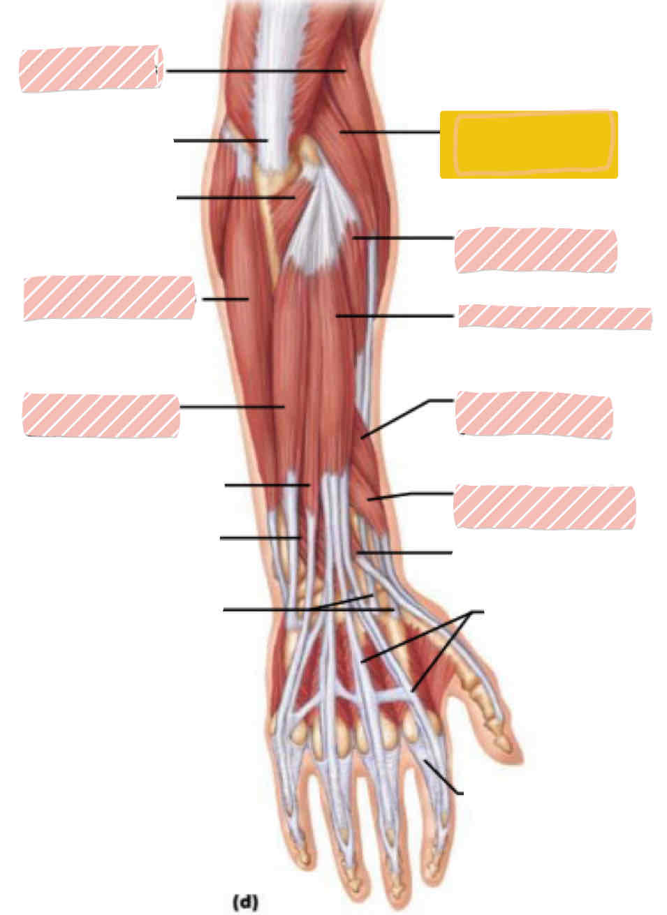 <p><span>Posterior arm</span></p>