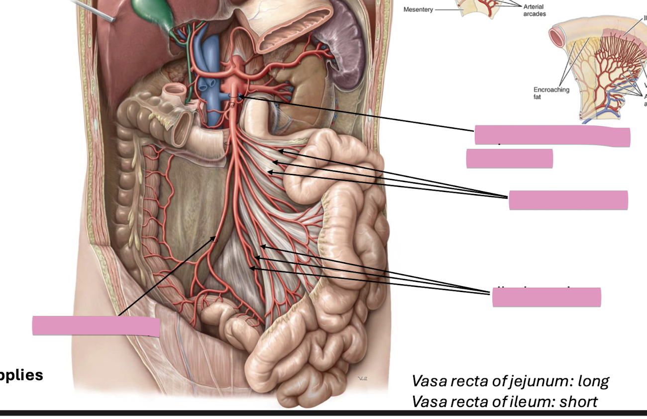 <p>Fill in the blank </p>