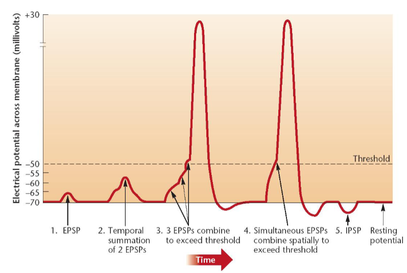 <p>excitatory depolarization that moves membrane potential closer to threshold </p><p>EPSPs summate may trigger action potential</p>