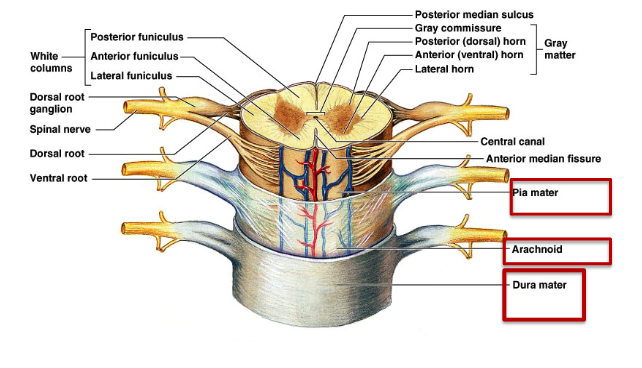 <p>dura mater (out)</p><p>arachnoid</p><p>pia mater (in)</p>