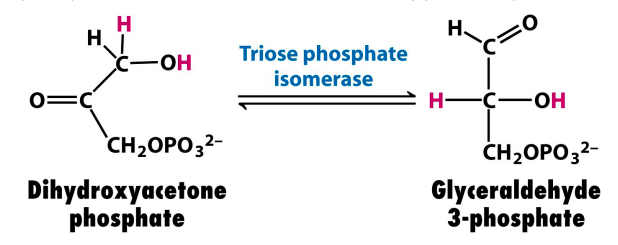dihydroxyacetone phosphate to glyceraldehyde 3-phosphate