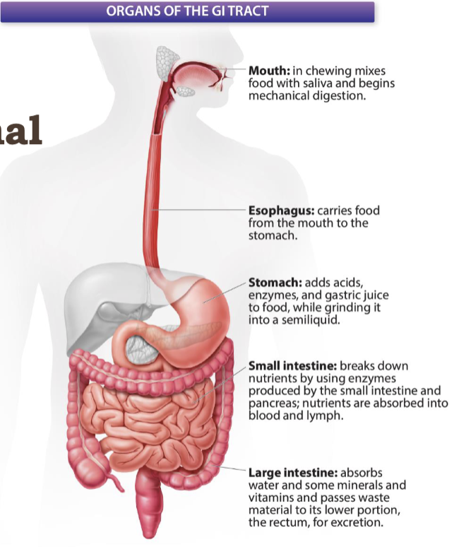 <p>mouth, esophagus, stomach, small intestine, and large intestine</p>