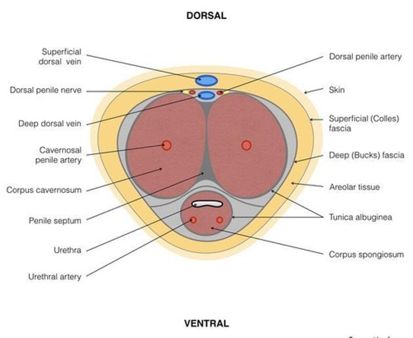 <p>Corpus cavernosum.</p>