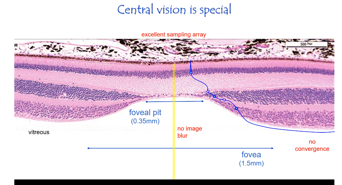 <p>Central Retina</p>