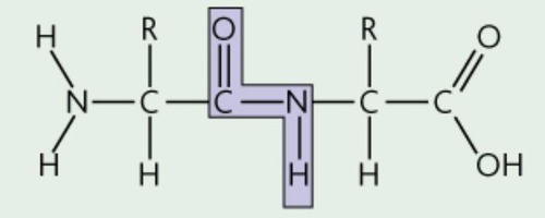 <p>A covalent bond between the carboxyl group of one amino acid &amp; the amino group of the next amino acid (carbon double bonded to oxygen and nitrogen next to it)</p>