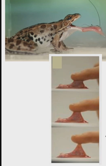 <ul><li><p>Their diet is mostly insects</p></li><li><p>Teeth aren’t good at grabbing something small like an insect</p></li><li><p>Catch prey in long sticky tongue instead</p></li><li><p>Also bulk feeding</p></li></ul><p></p>