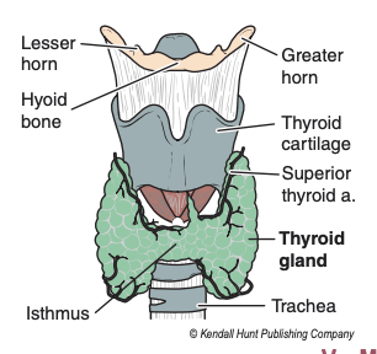 <p>2 lobes connected across the trachea by the isthmus</p>