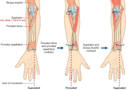 <p>Biceps brachii (main one) and supinator</p>