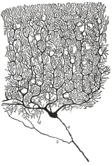 <ul><li><p>similar to pyramidal in shape, but many more dendritic spines</p></li><li><p>found in cerebellar cortex</p></li></ul><p></p>
