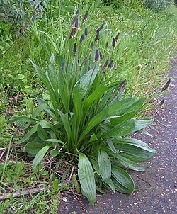 <p>Plantago</p>