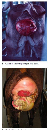 <p>Vaginal Prolapses in <span style="color: rgb(115, 90, 90)">ruminants</span></p>