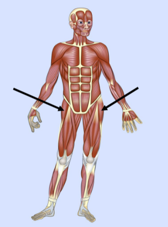 <p>What major muscle is this?</p>
