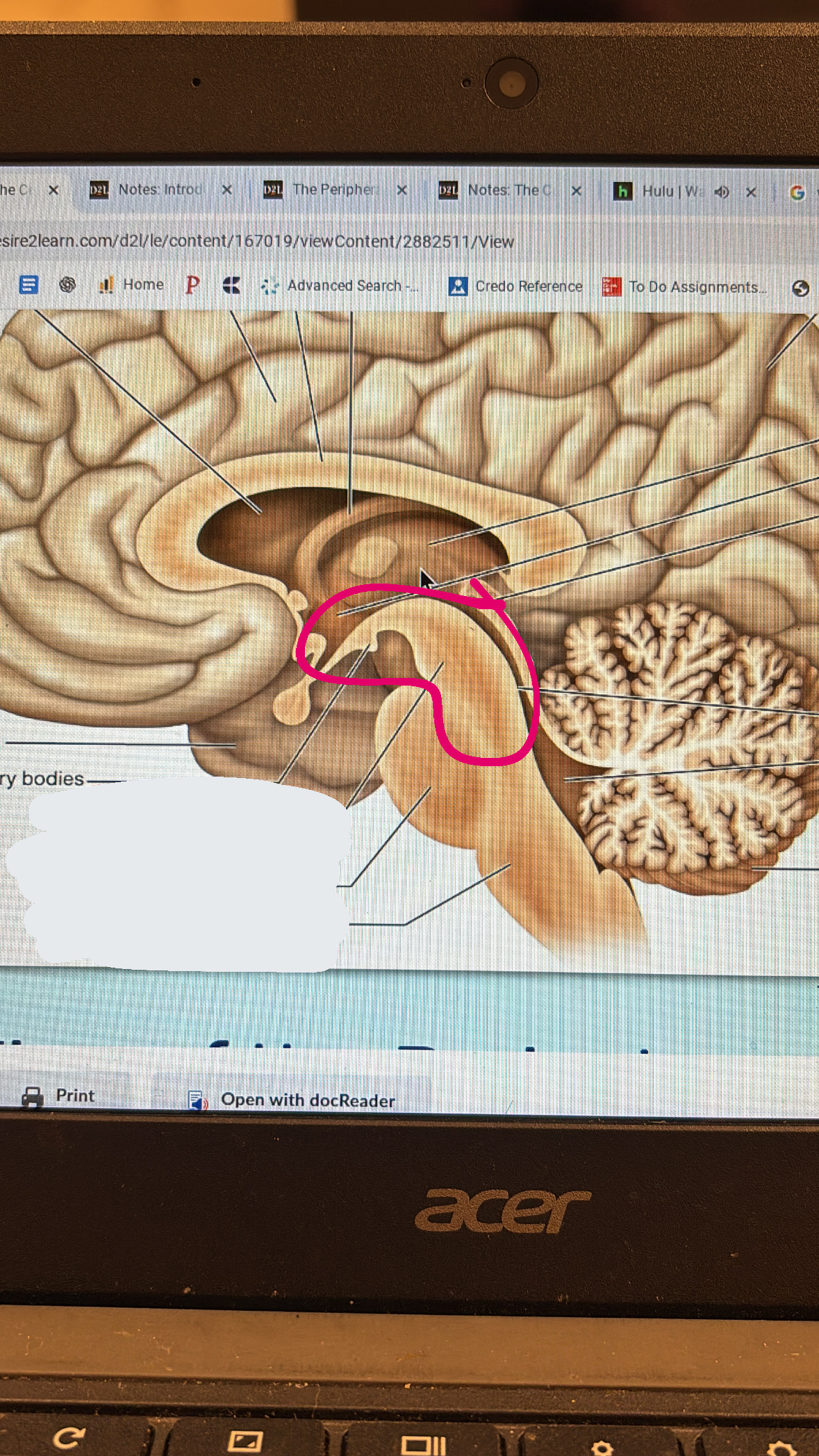 <p>top part of the brain stem</p>