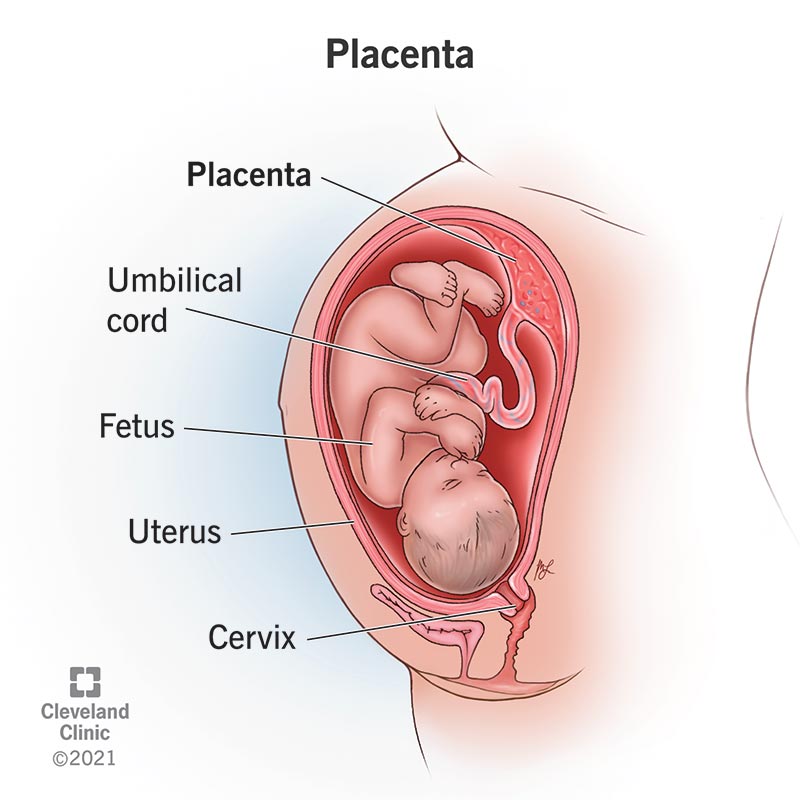 <p>the <strong>primary site of exchange</strong> between <strong>mother and fetus</strong>.</p>