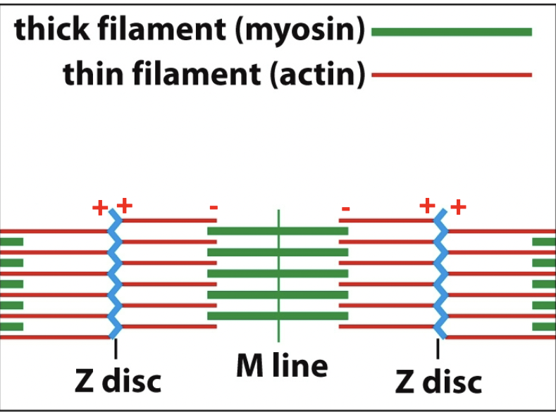 Plus side and minus end to recall what is going on / Z disks connect the plus sides. Nothing has happened so far. Minus is towards midline.