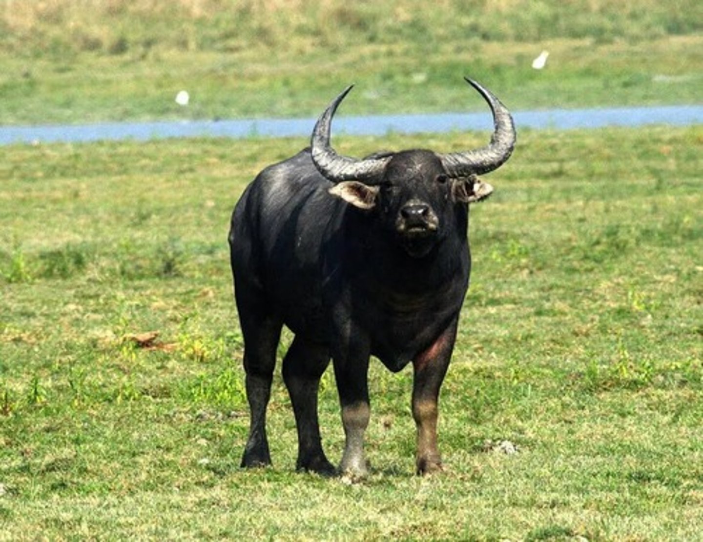<p>Broadest horns of any bovid</p>