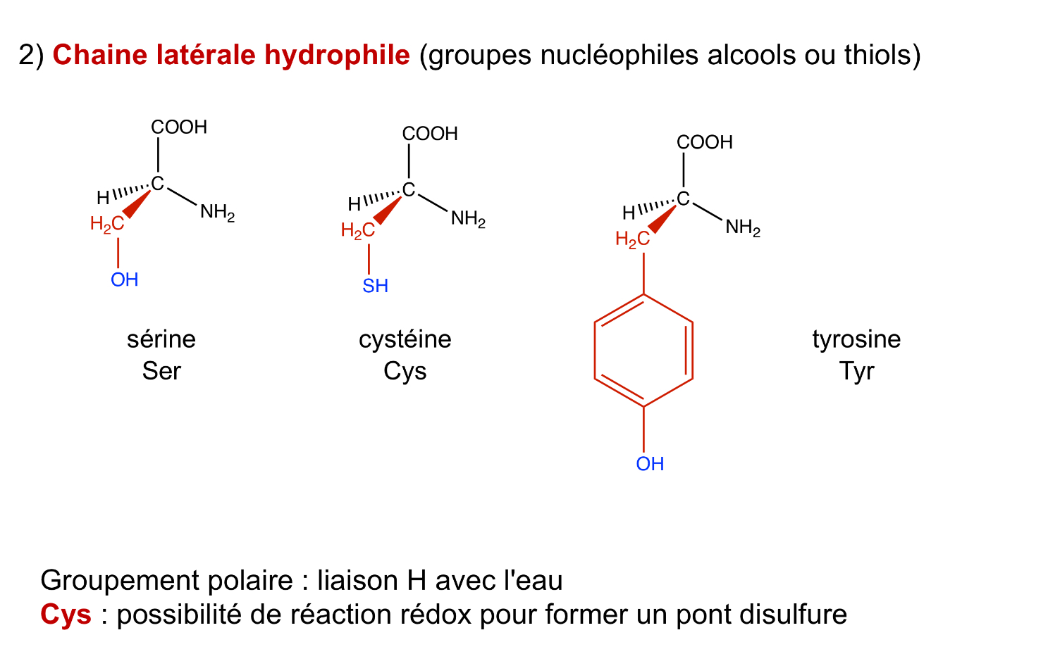 <p>sérine, cystéine, tyrosine</p>