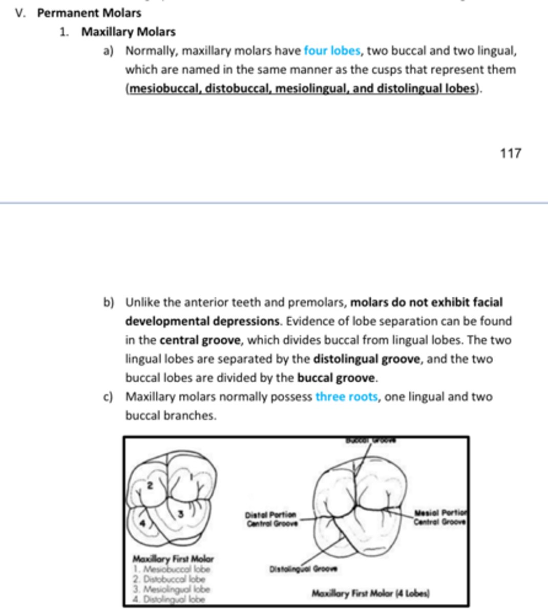 <p>T/F: Unlike the anterior teeth and premolars, molars do not exhibit facial developmental depressions. Evidence of lobe separation can be found in the central groove, which divides buccal from lingual lobes. The two lingual lobes are separated by the distolingual groove, and the two buccal lobes are divided by the buccal groove.</p>