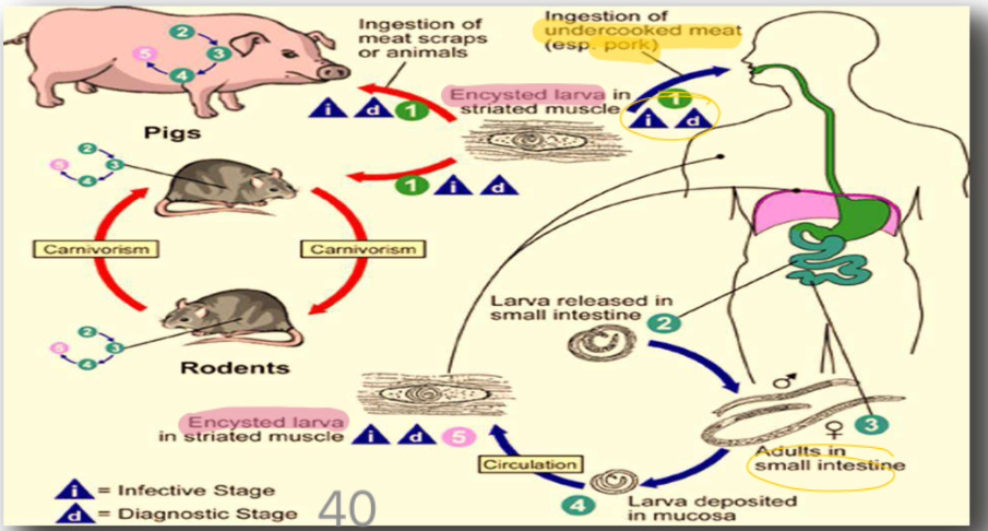 <p>Life cycle?</p>