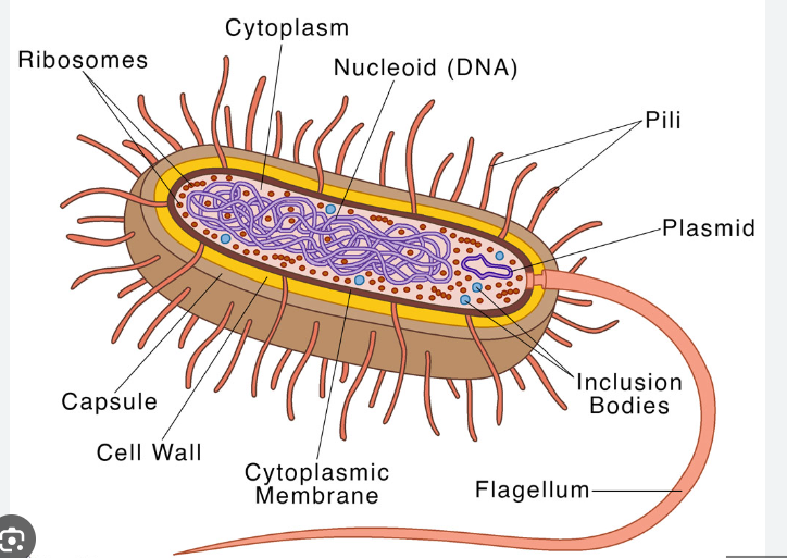 bacteria