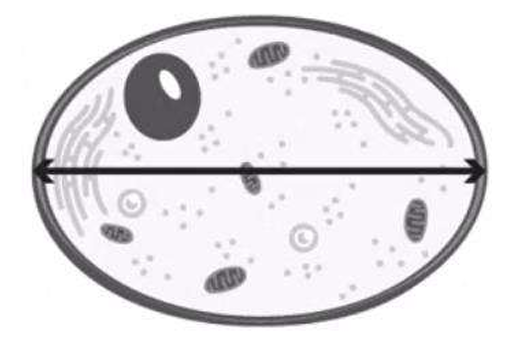 <p>The measurement indicated by the line across the center of the cell is best referred to as which of the following?</p>