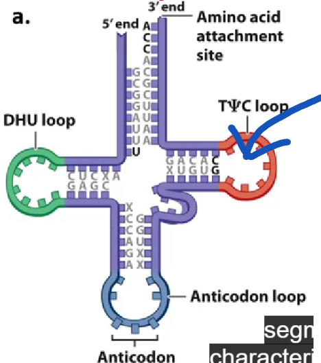 A single RNA strand that is 70-90 nucleotides long. This forms 4 double helical segments, and 3 characteristic loops which gives its “clover shape” appearance. The last double helical segment is open, and is the amino acid attachment site. The whole molecule folds into a 3D L-shaped structure
