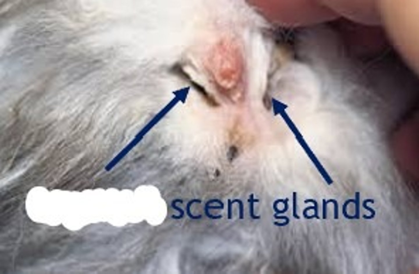 <p>Name these rabbit scent glands</p>
