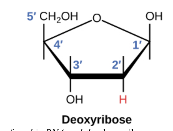 <p>sugar of DNA</p><ul><li><p>5- carbon</p></li><li><p>1st carbon nitrogenous base attaches</p></li><li><p>3, 4, 5 DNA backbone</p></li></ul>