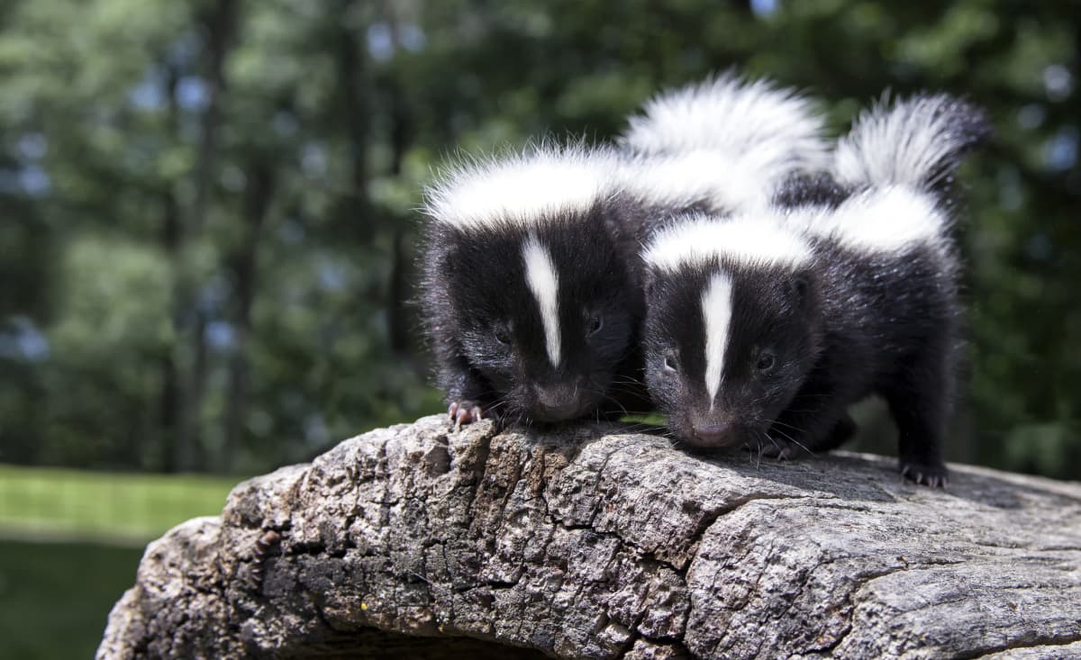 <p>good fur bearing animals, skunks, weasels, otters, badgers, minks, and wolverines. </p>