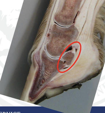 <p>what is being circled</p>